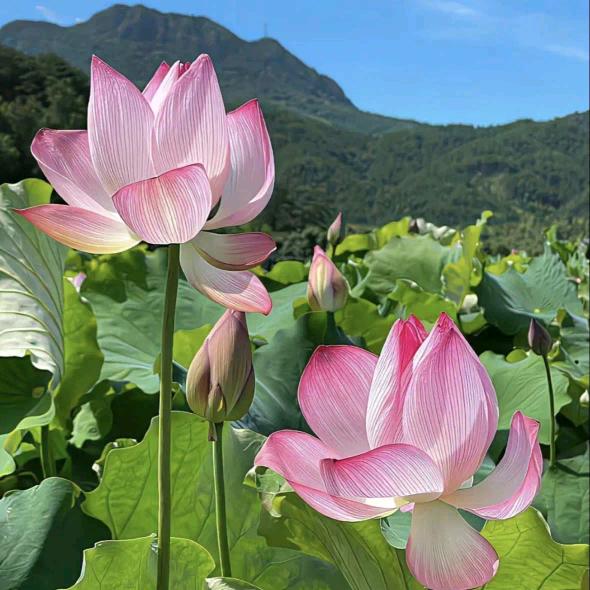 繁花