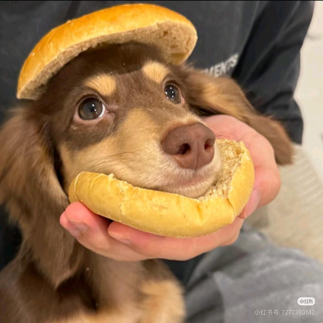 五音不全的两只