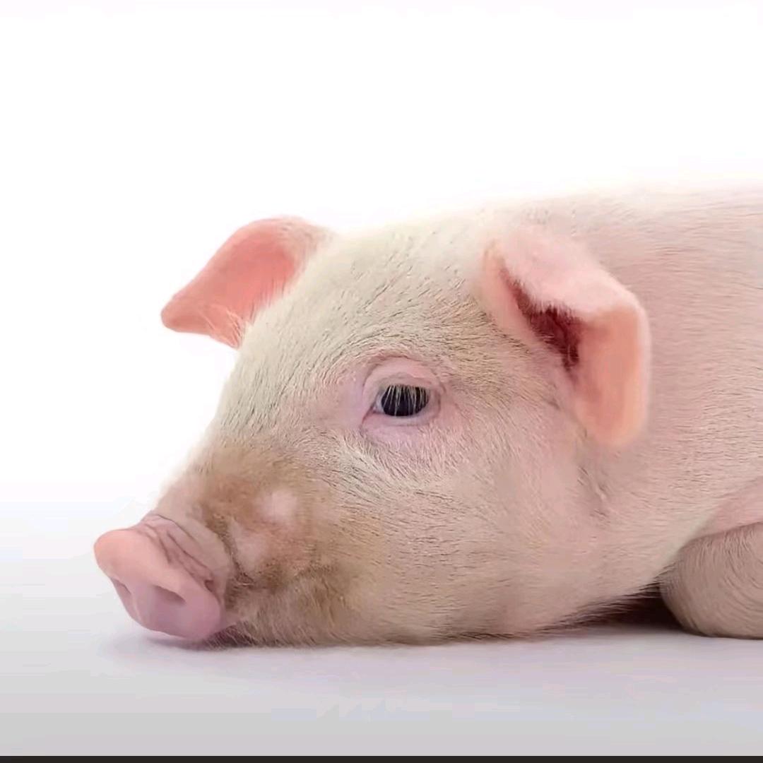 小小