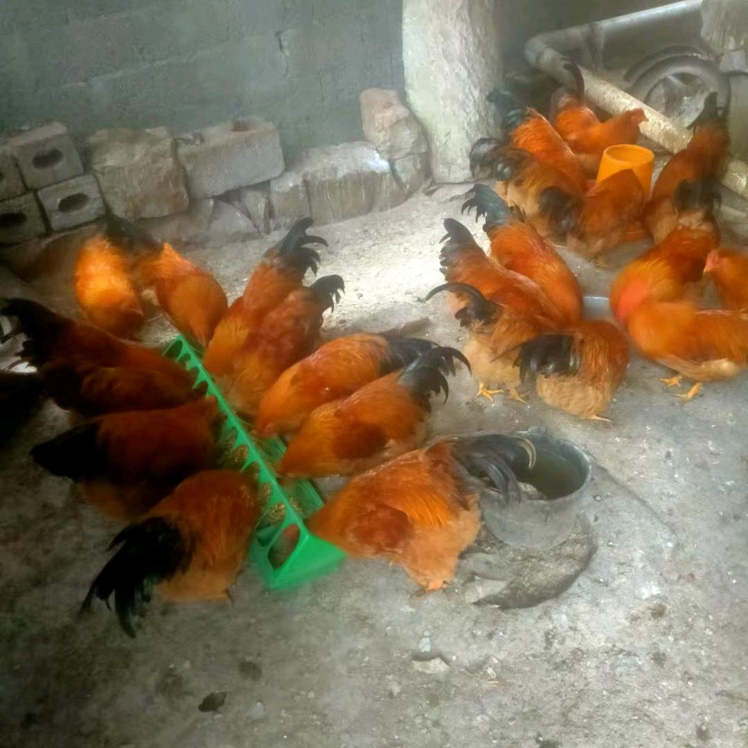 里当土鸡养殖《阿林》