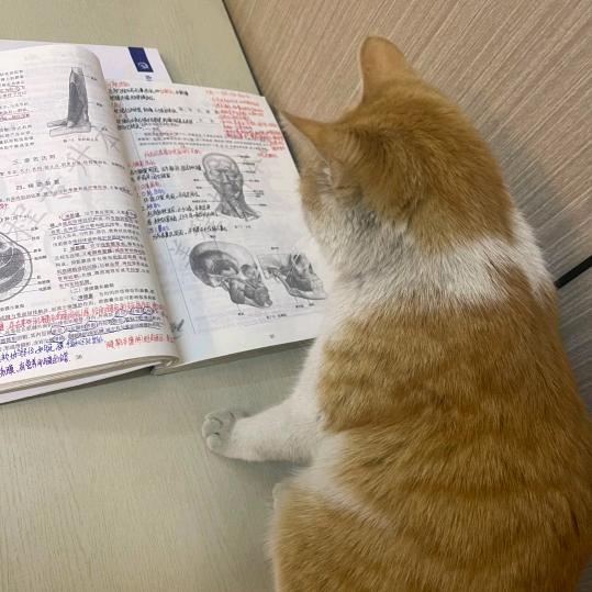 咪咪原上草