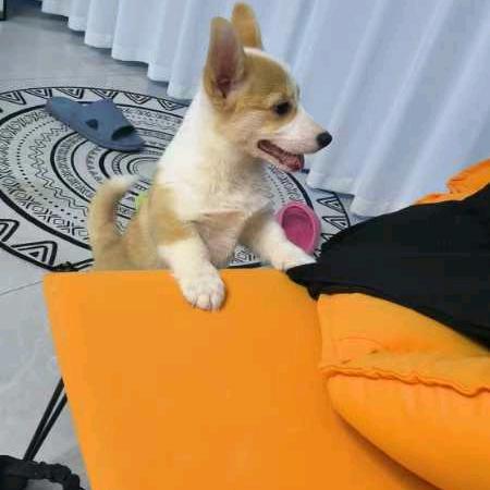 薯条条是只胆小基