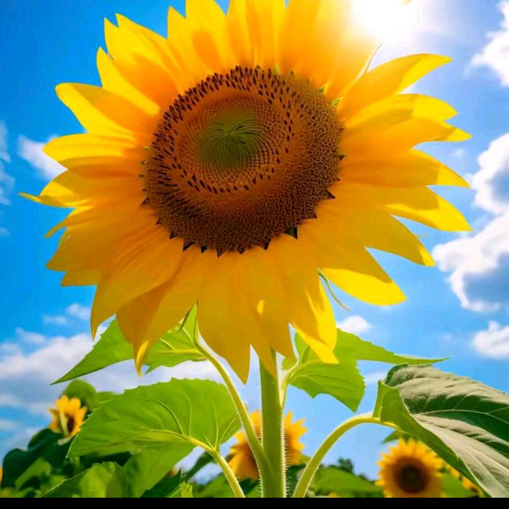 🌻🌻🌻💥💥💥