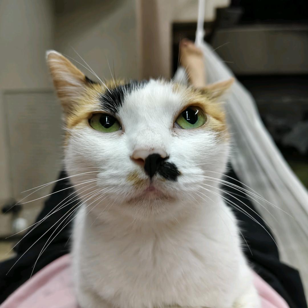 点竹