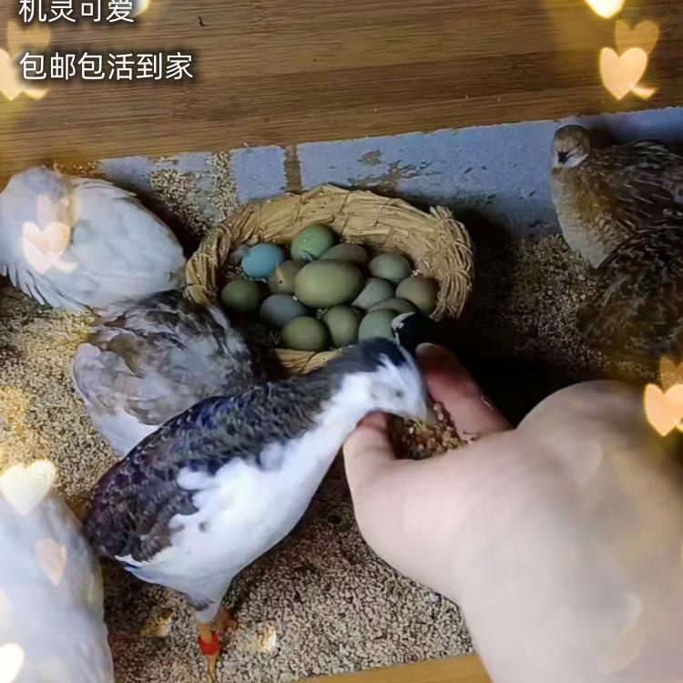 欢乐购宠物店