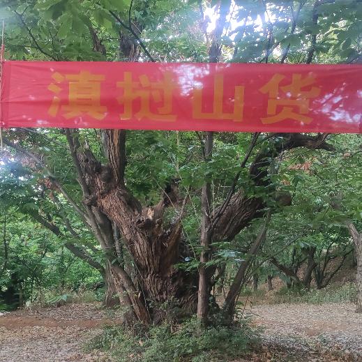 苗疆百草