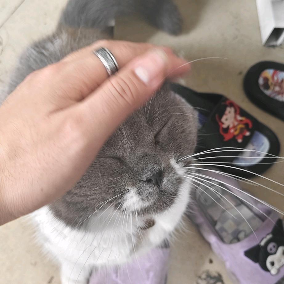 ༀ༼༺严༻ཨོཾ