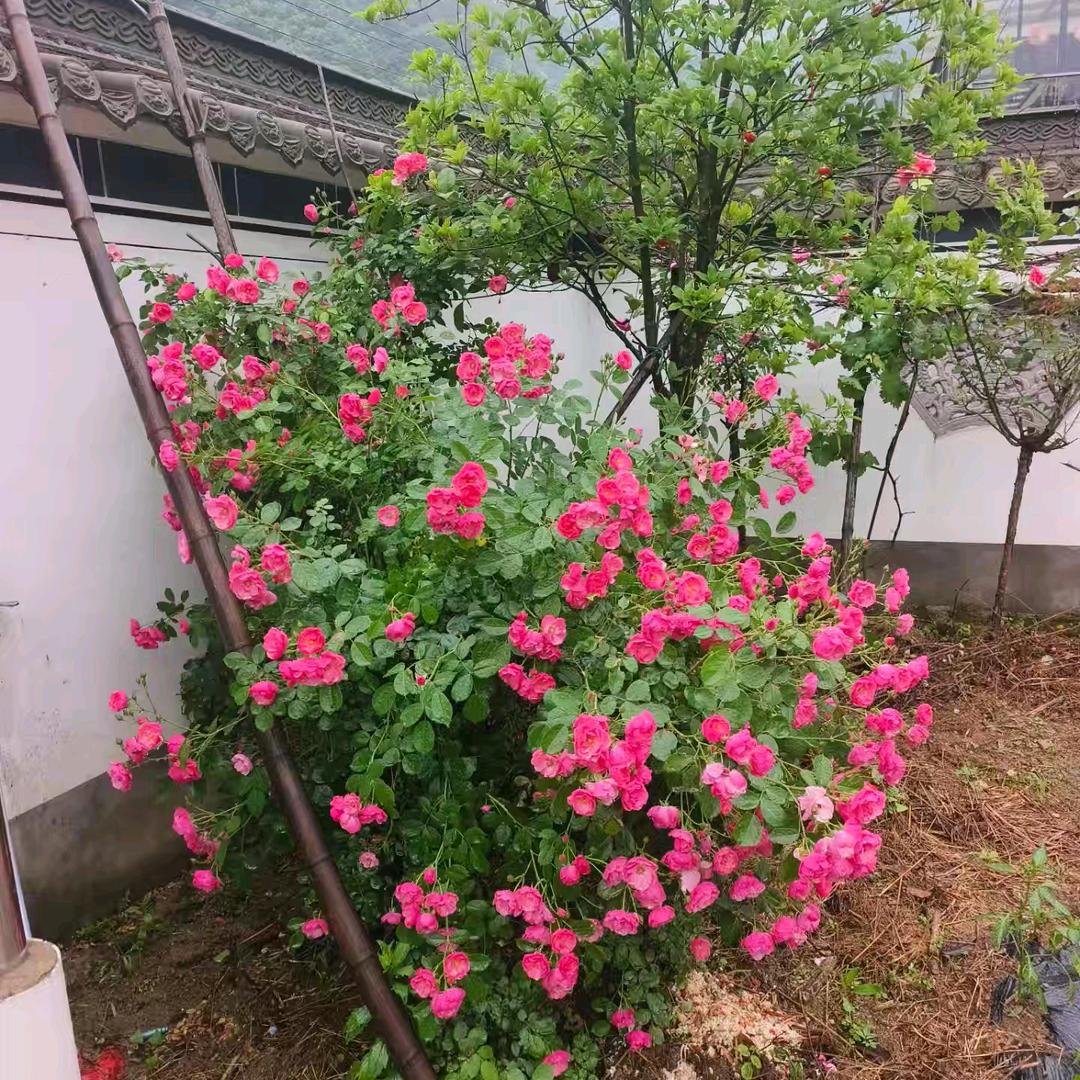 随意