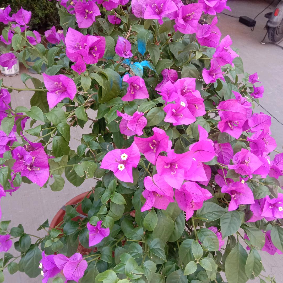 人生就是走过场