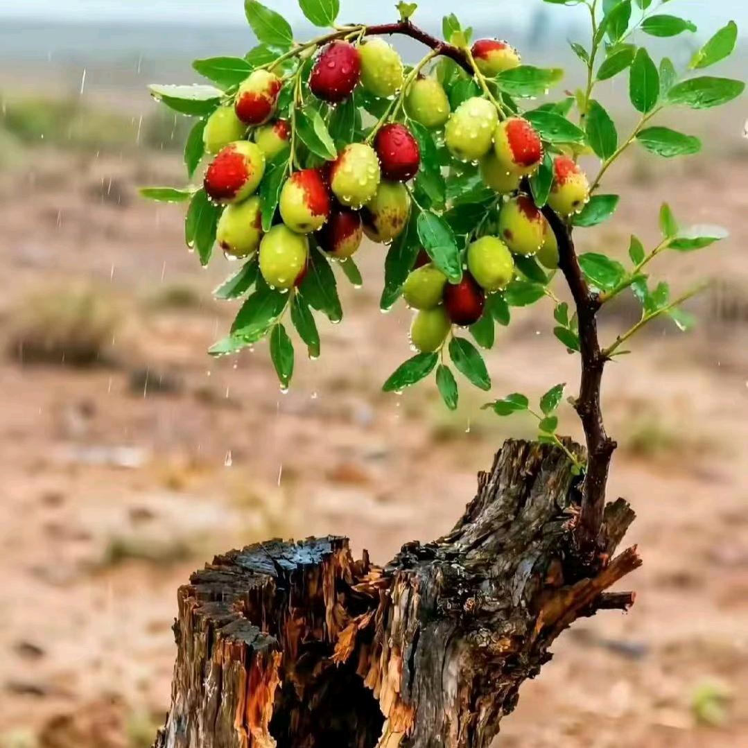 忘情水