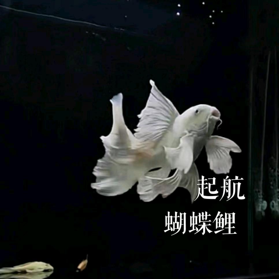 起航蝴蝶鲤(直播间)