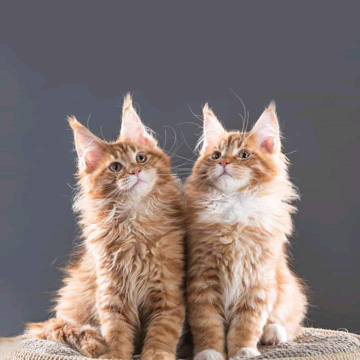 รถออฟโรด