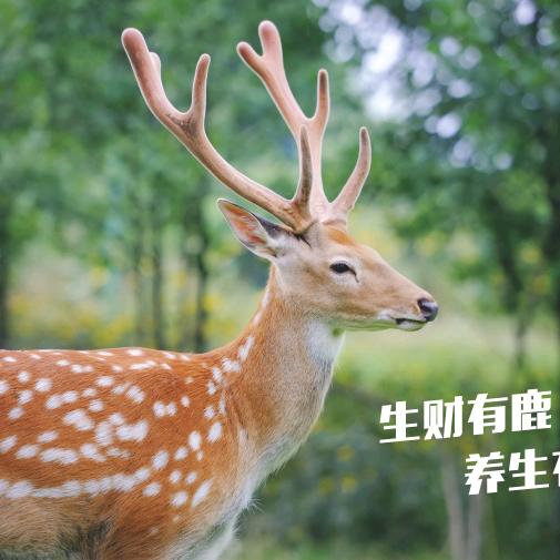 福鹿康专营店