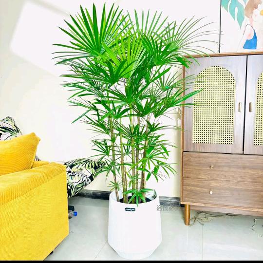 仟植汇绿植优选