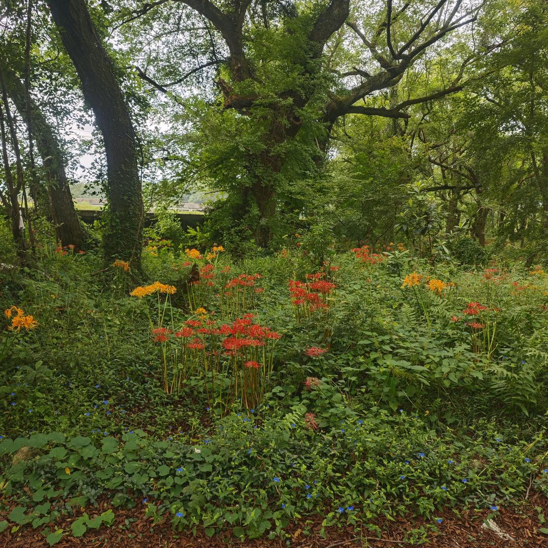 风继续吹
