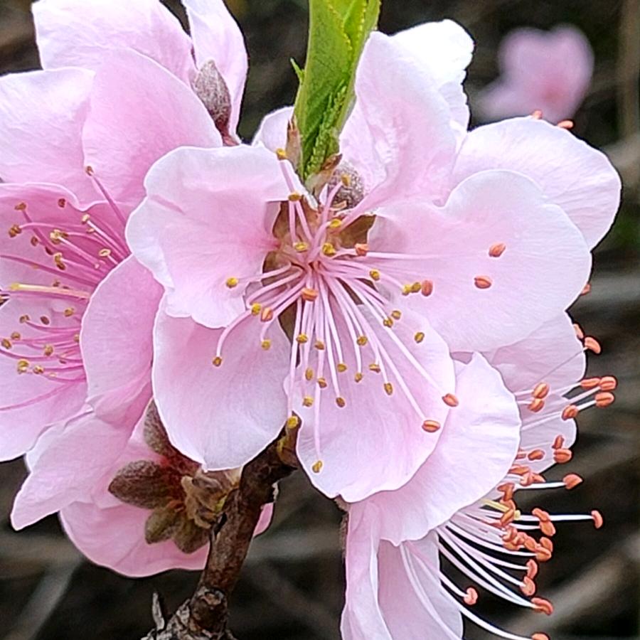 冠雄家庭农场【老龚】