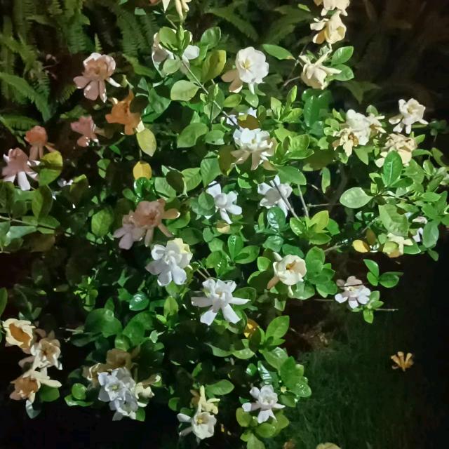 逆流相思