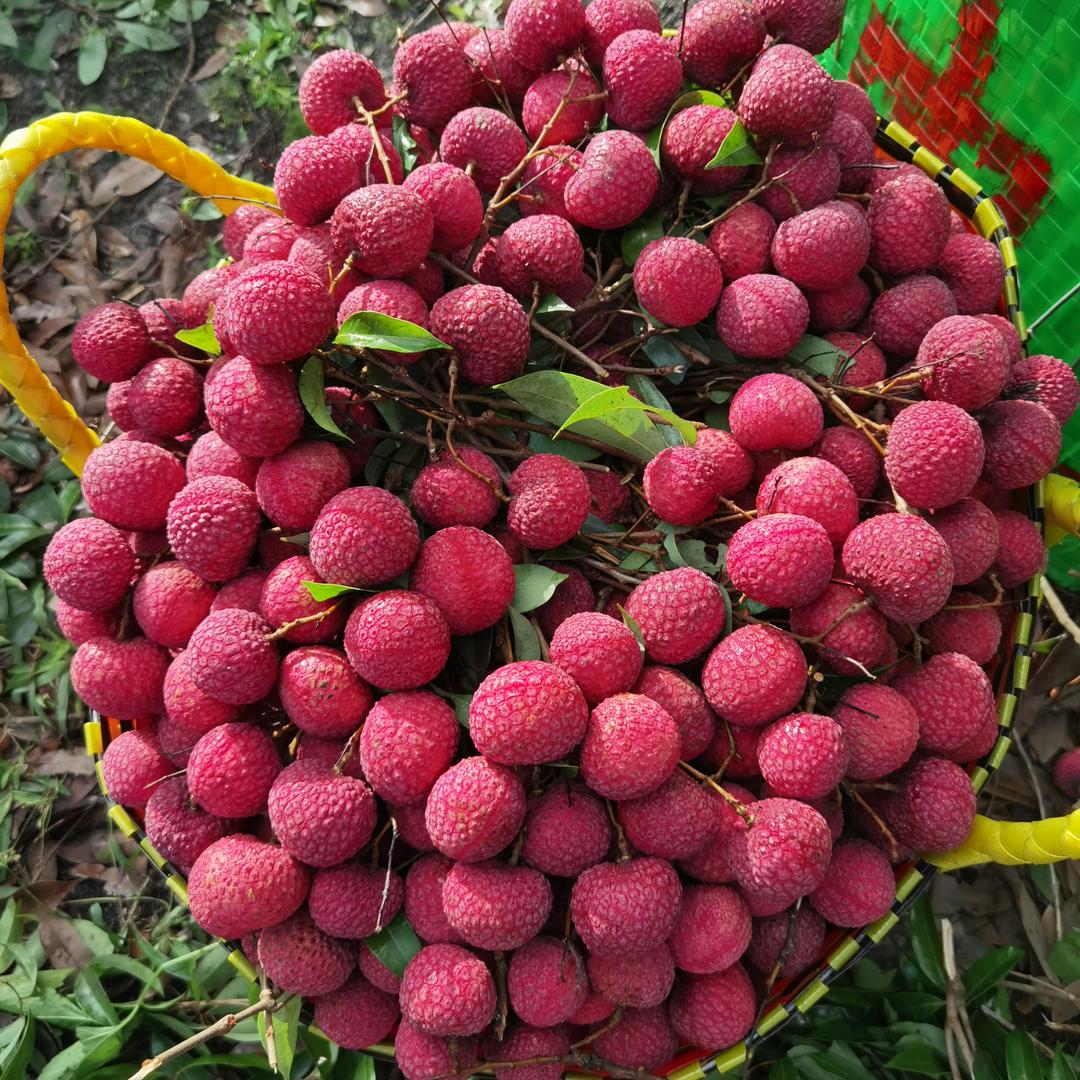 果农阿宝荔枝