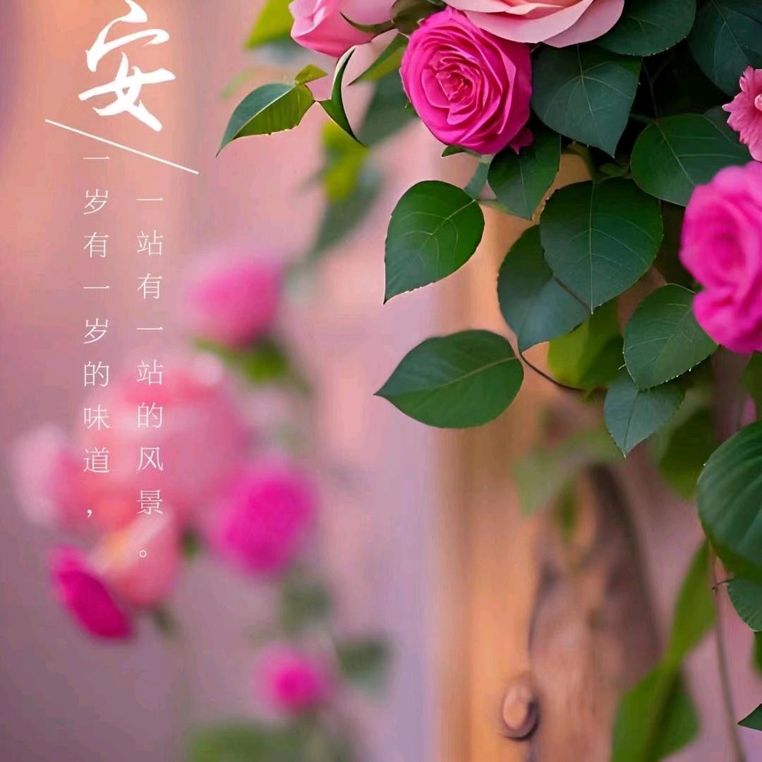 ╮岁月侞歌╭