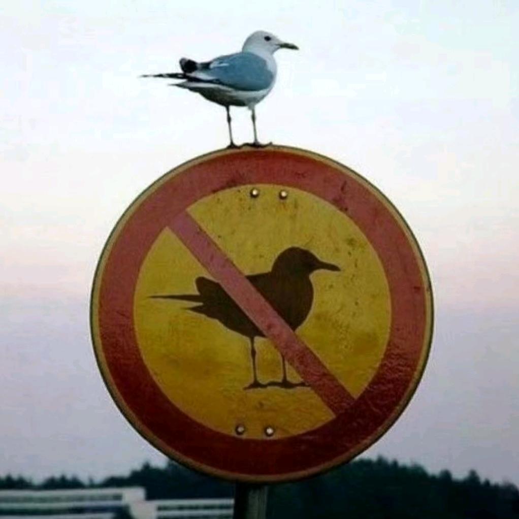 HZHF