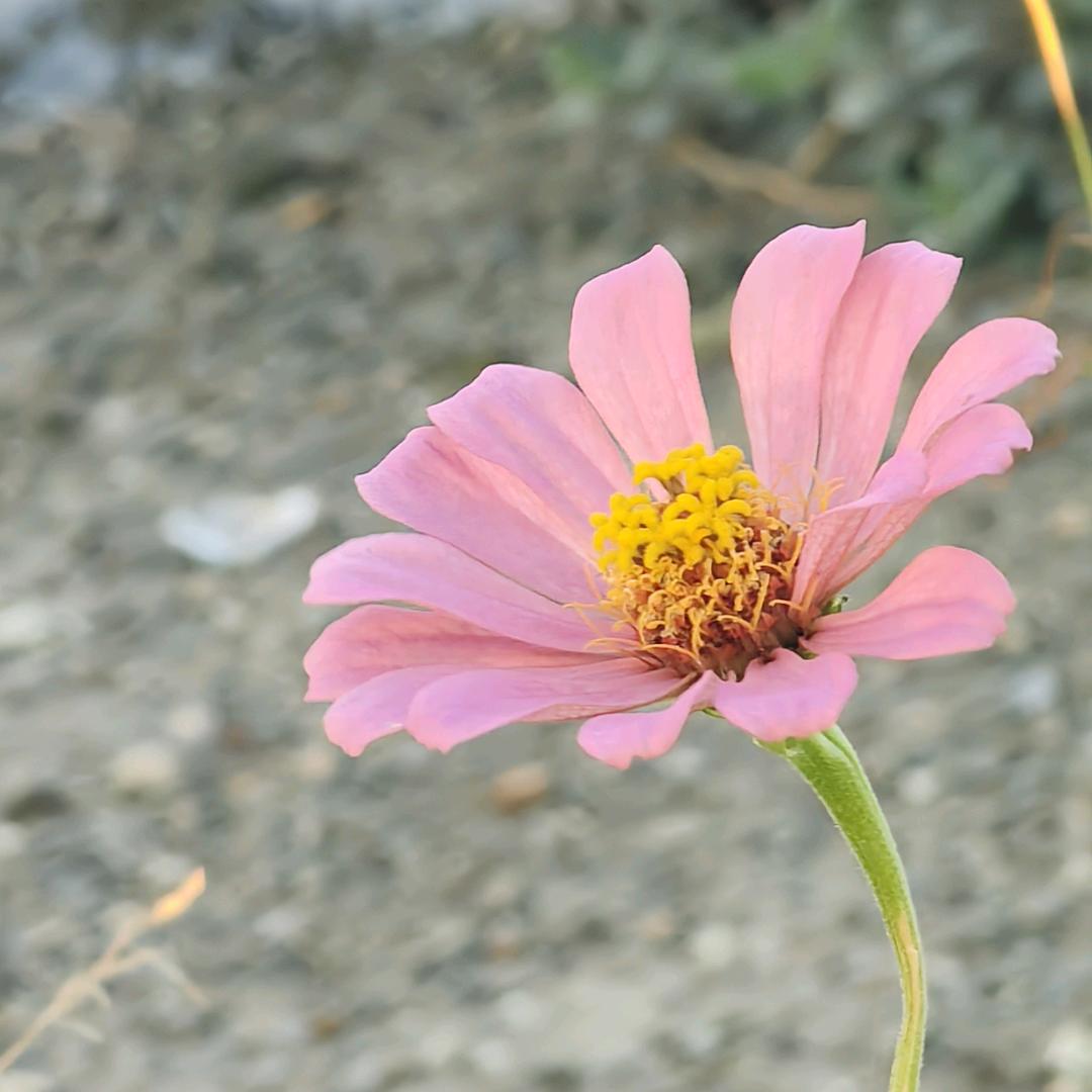 阿蜜么