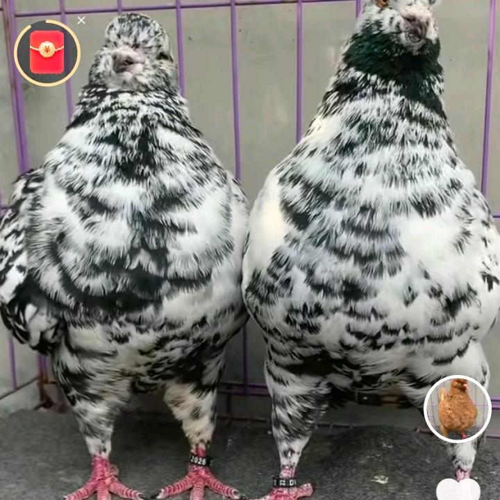 大邳帝国元宝鸽子养殖