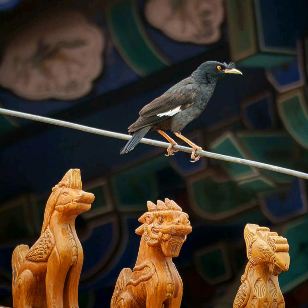 这个写手不太冷