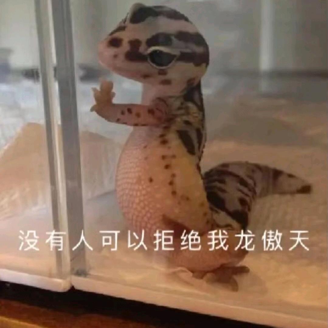 龙鳌天