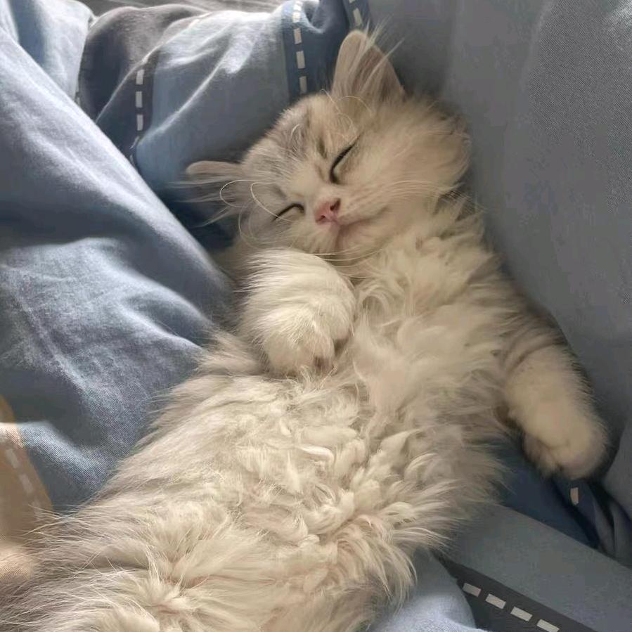 小灰灰成长日记