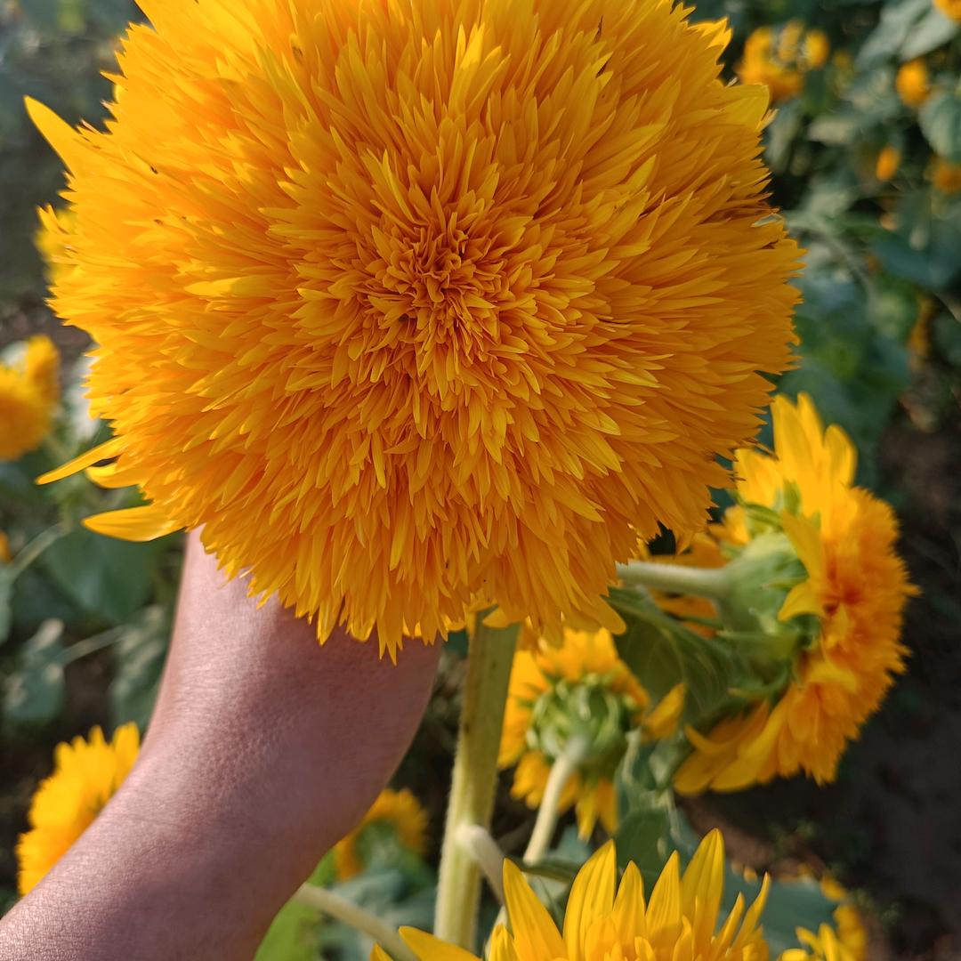 花海