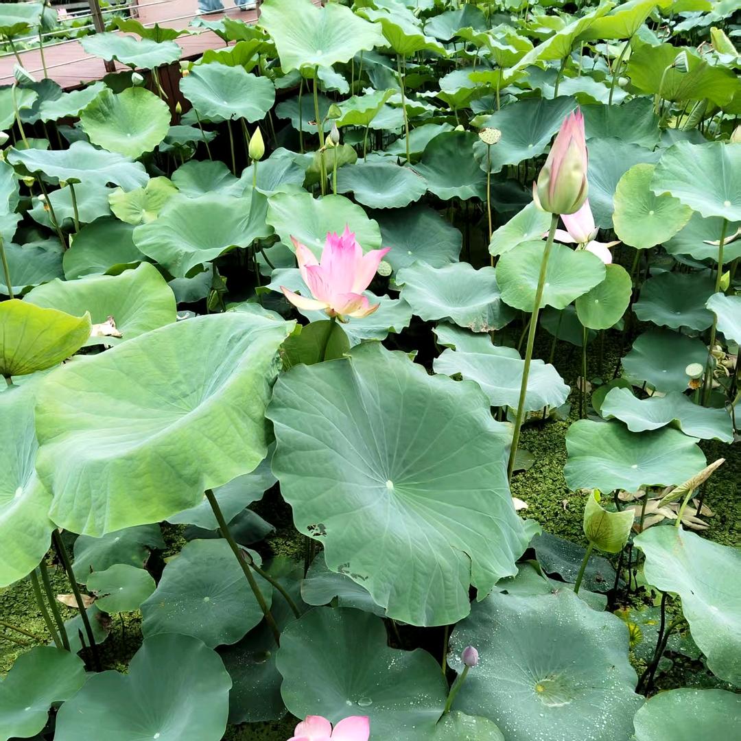 没心没肺