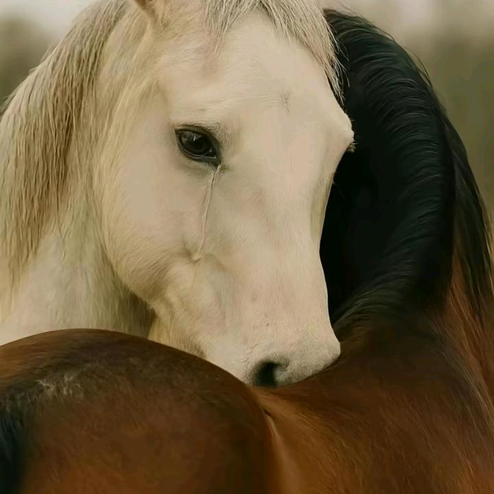 唯一的爱 ❤️