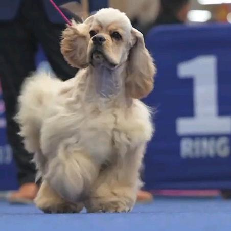 首牧宠物生活坊美国可卡犬专场