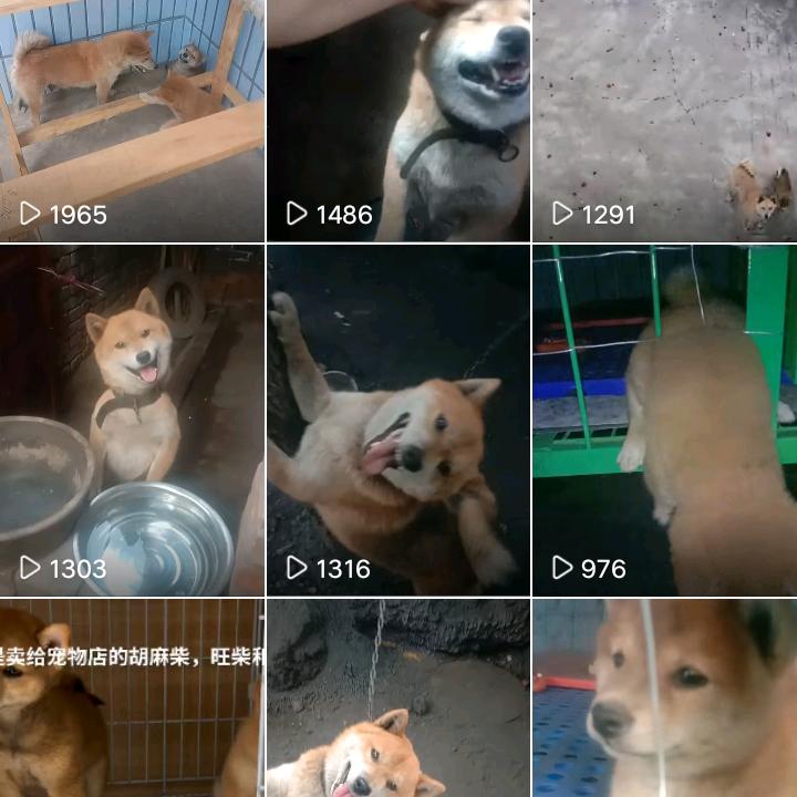 柴运来