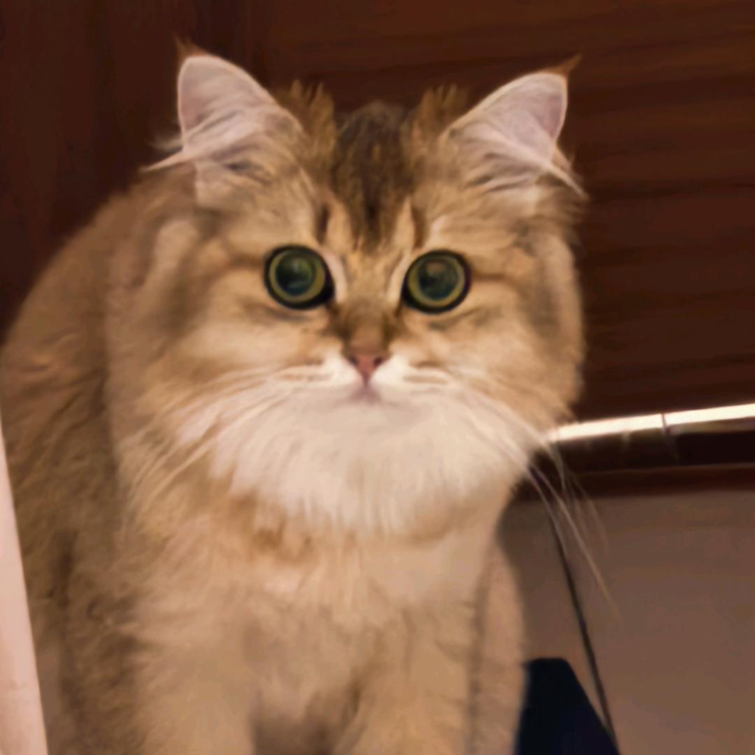 何燕(止疼药失效版)