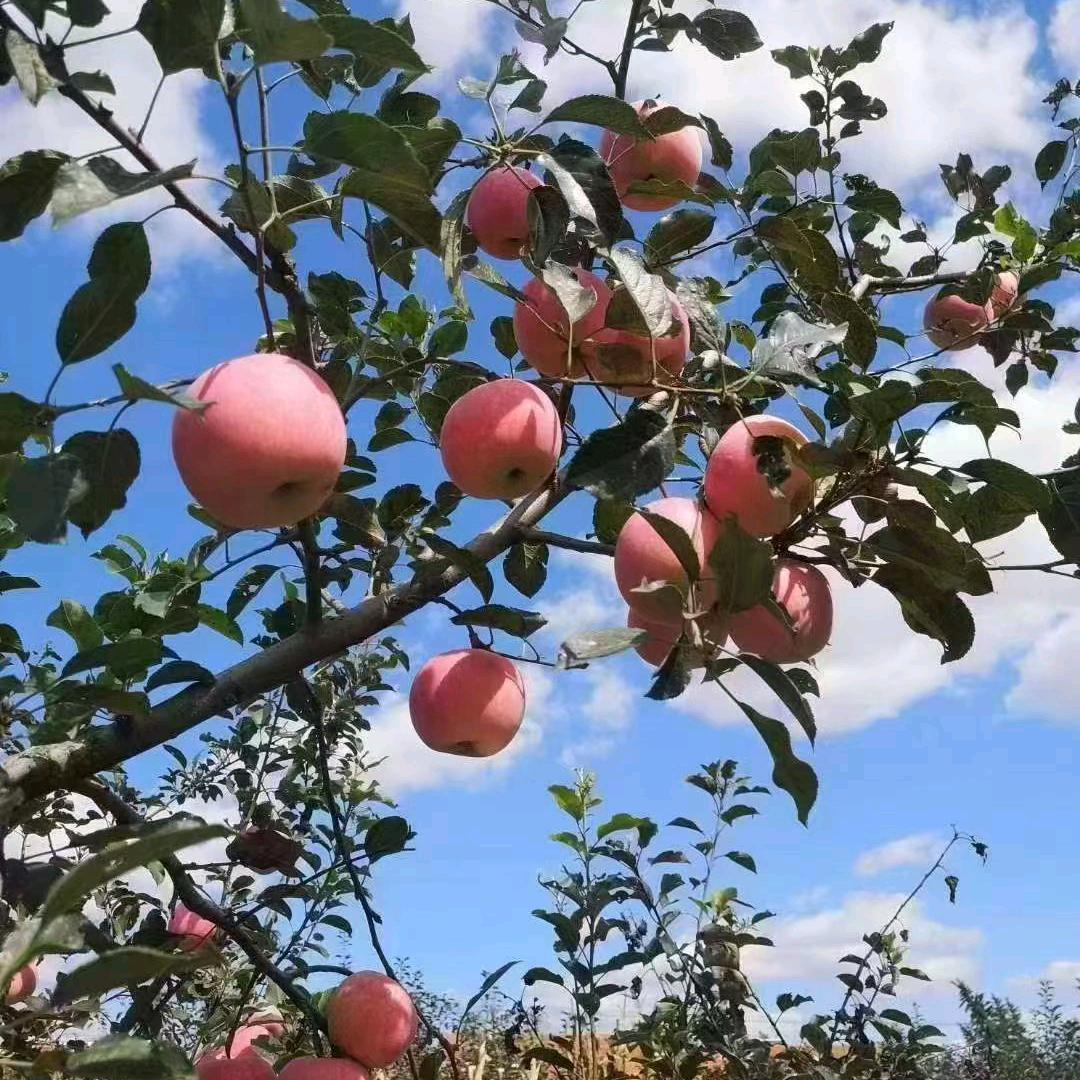 温柔媚娘
