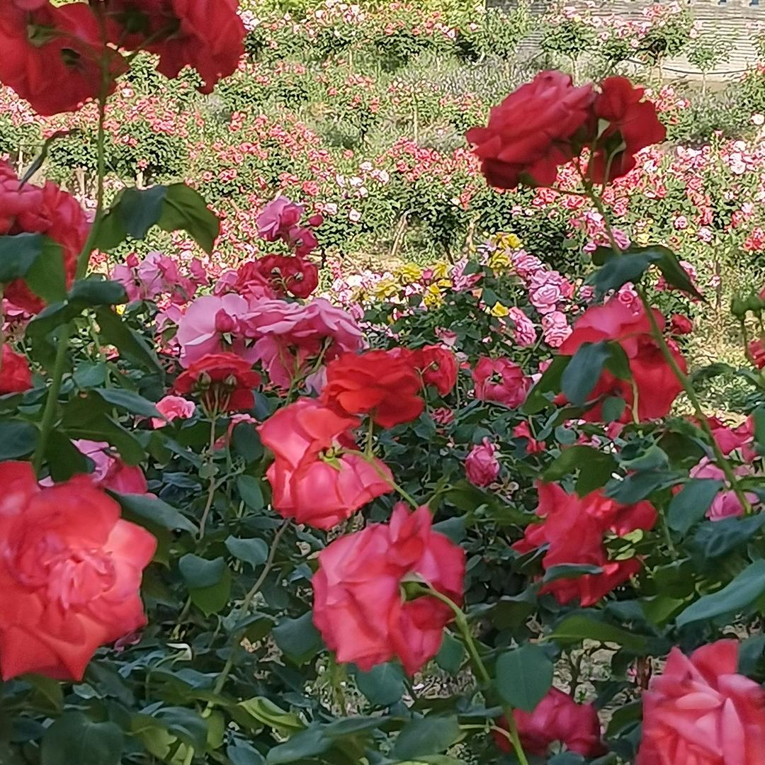 来给生活比个叶