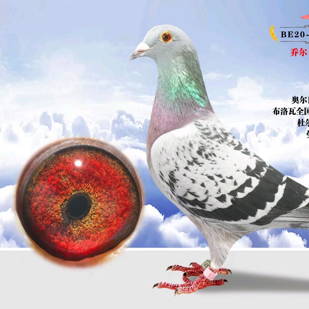北京领航赛鸽团队