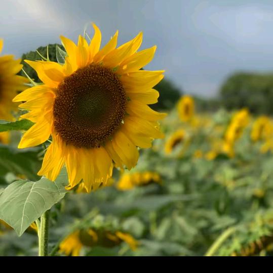 开心快乐的三妹