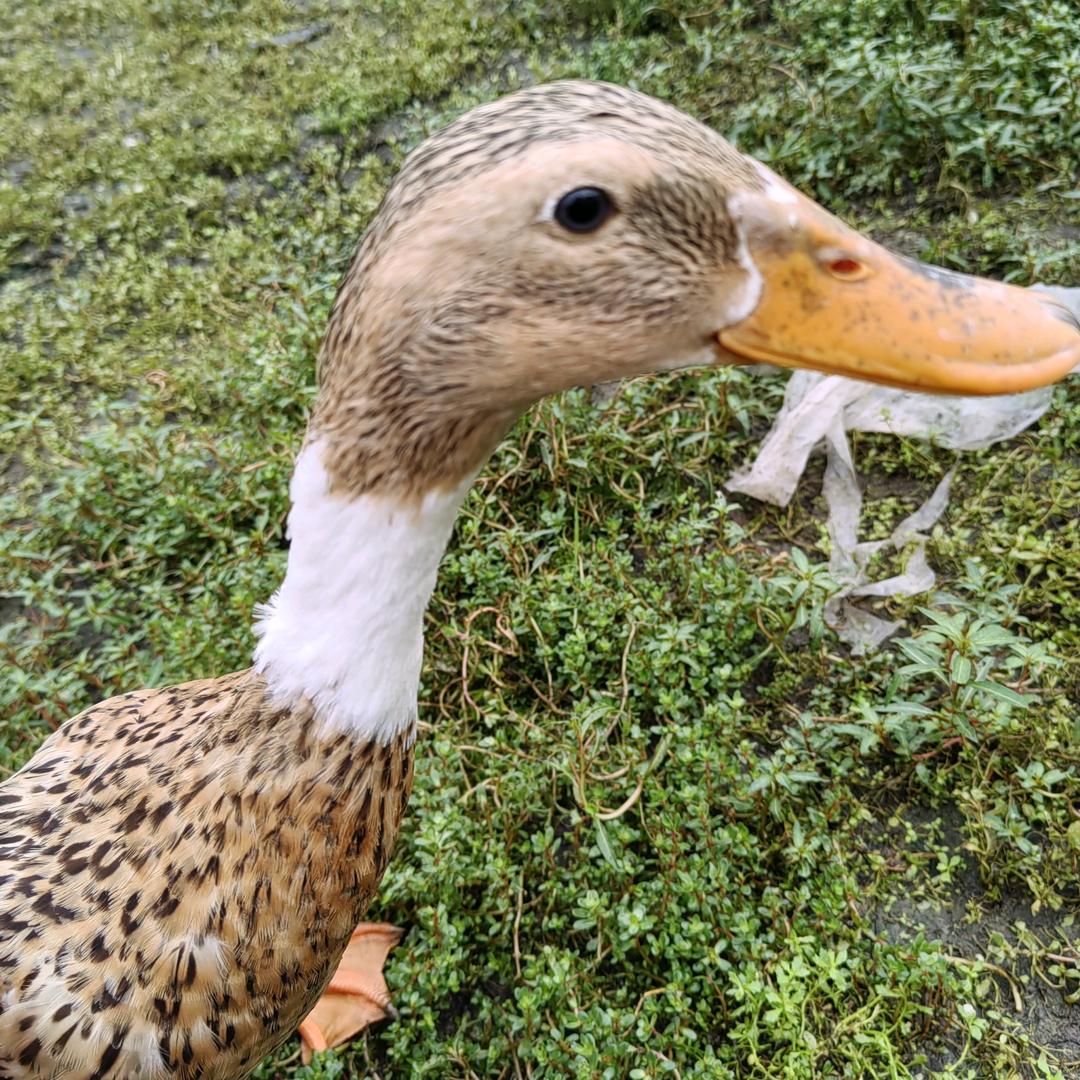 仙居老鸭，杨梅苗