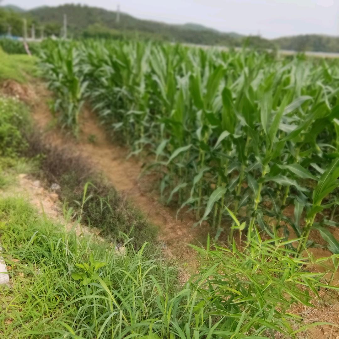 天天好心情，平安是福