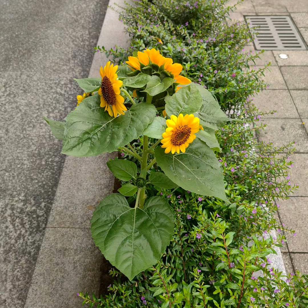 小五自留地