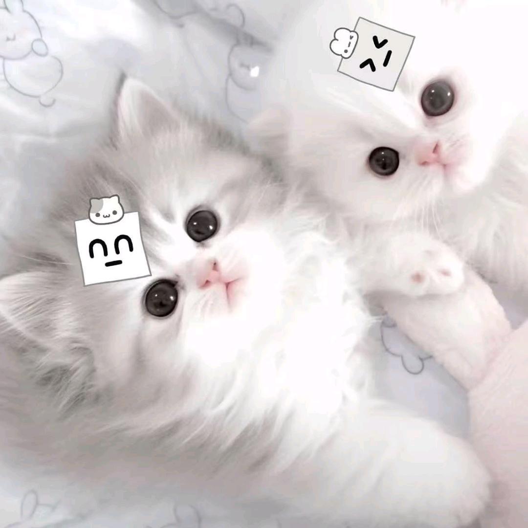 yy