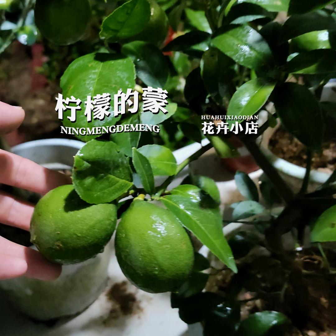 柠檬的蒙🍋