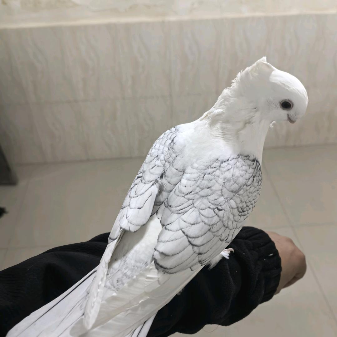 心之所向1
