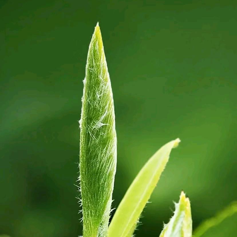 @禅茶之境