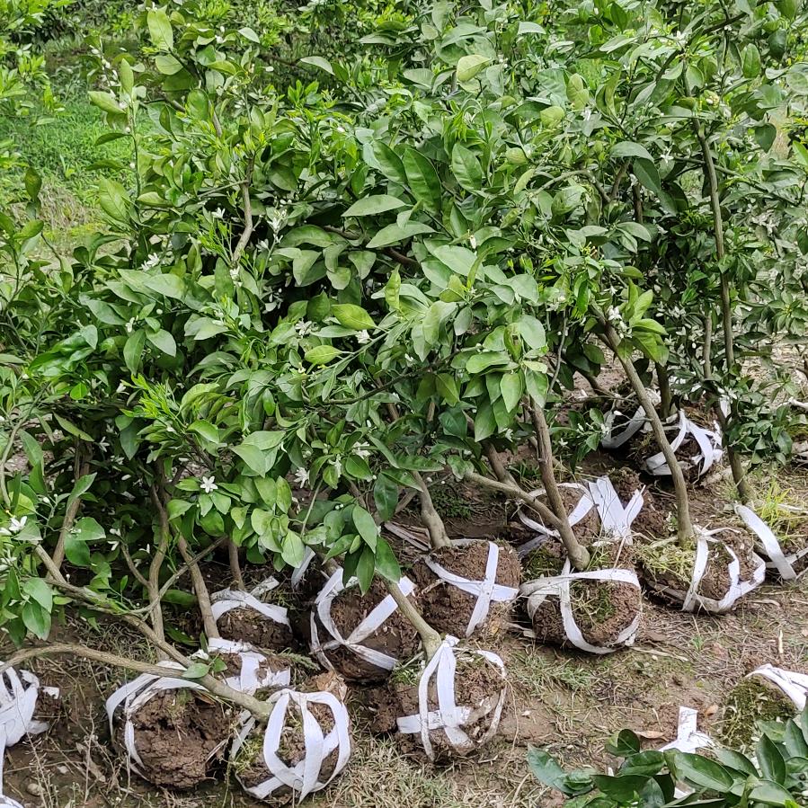 桔橙桃李育苗基地