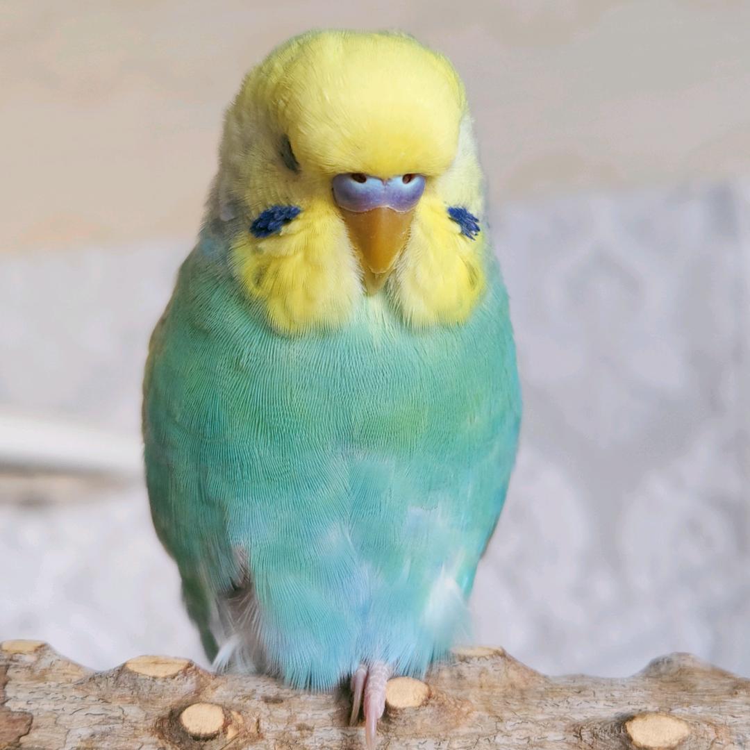 碎嘴小绿绿