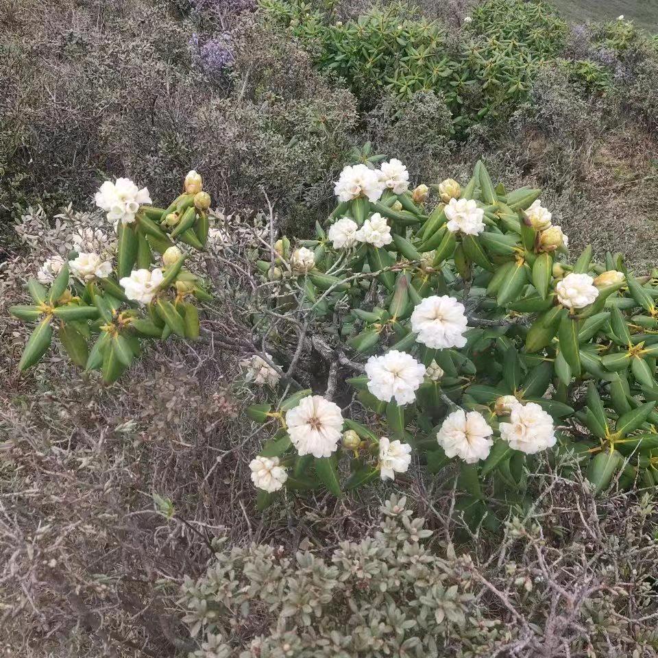 🌺单🌺身🌺棉🌺总