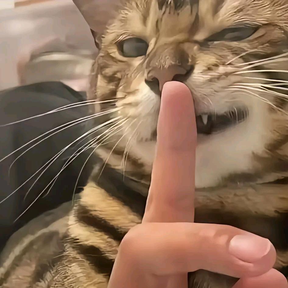 摆烂喽